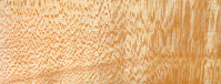 sugar Sugar Maple